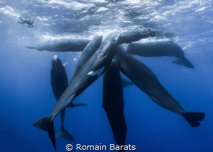 a pod of spermwhale and a lonely freediver by Romain Barats 